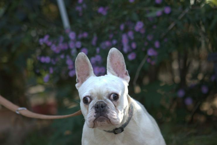 Bild 2: Bijou ist eine entzückende französische Bulldogge.