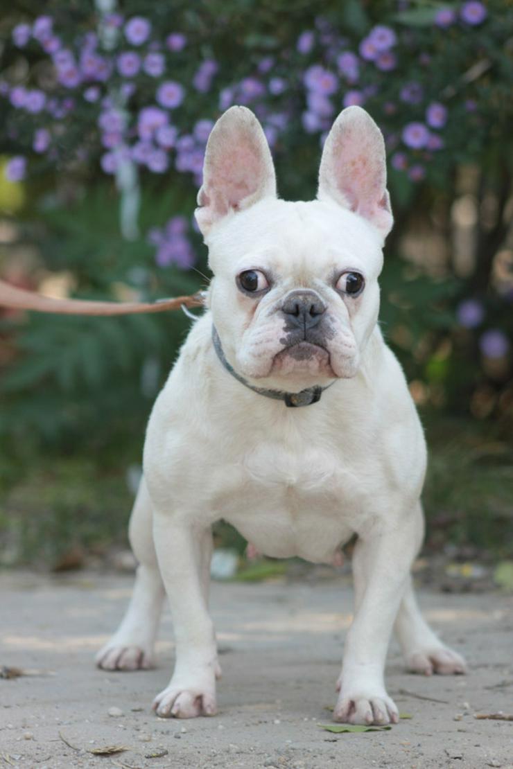 Bijou ist eine entzückende französische Bulldogge.