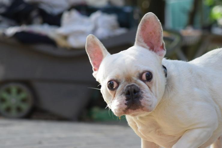Bild 4: Bijou ist eine entzückende französische Bulldogge.