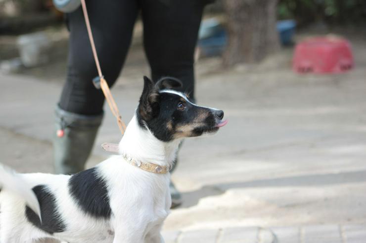 Bild 10: Gizi ist eine charmante Terrier Mischlingshündin, die ein neues Zuhause sucht.