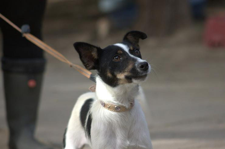 Bild 3: Gizi ist eine charmante Terrier Mischlingshündin, die ein neues Zuhause sucht.