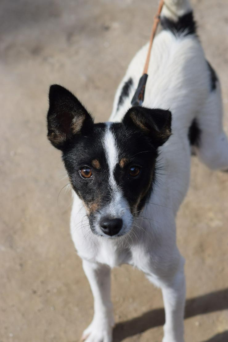 Bild 5: Gizi ist eine charmante Terrier Mischlingshündin, die ein neues Zuhause sucht.