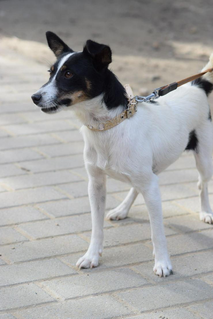 Bild 9: Gizi ist eine charmante Terrier Mischlingshündin, die ein neues Zuhause sucht.