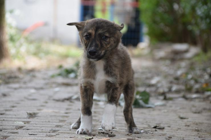 Bild 5: Carsten ist ein typischer Welpe: verspielt, verschmust und freundlich.