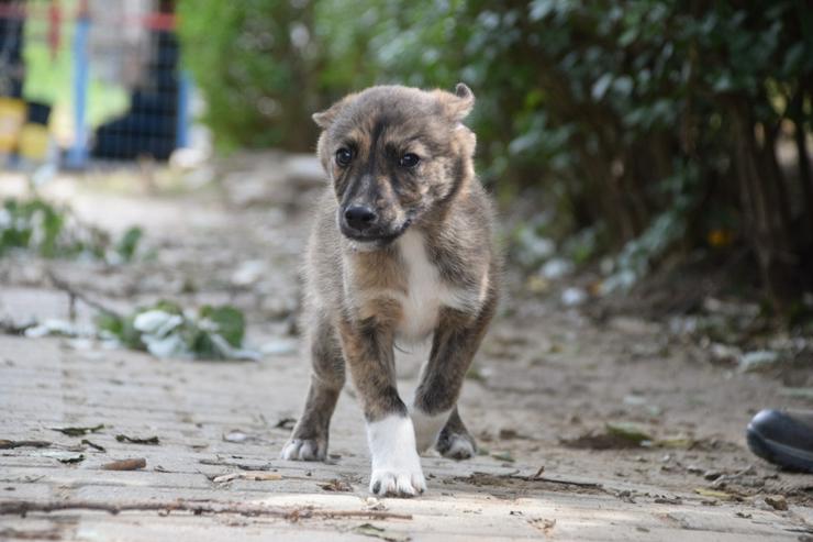 Bild 6: Carsten ist ein typischer Welpe: verspielt, verschmust und freundlich.