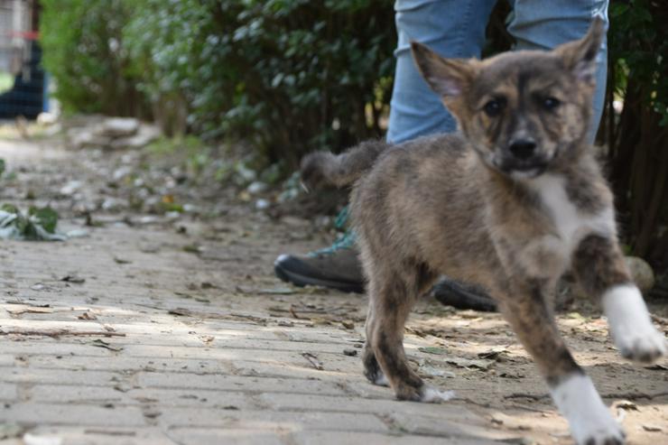 Bild 10: Carsten ist ein typischer Welpe: verspielt, verschmust und freundlich.
