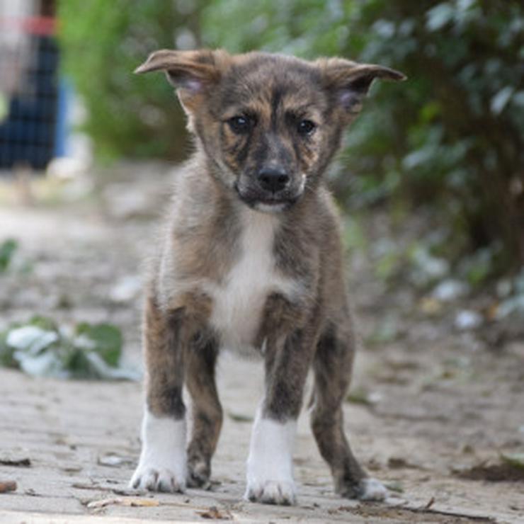 Bild 13: Carsten ist ein typischer Welpe: verspielt, verschmust und freundlich.