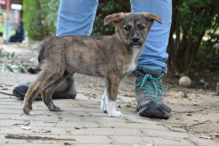 Bild 3: Carsten ist ein typischer Welpe: verspielt, verschmust und freundlich.