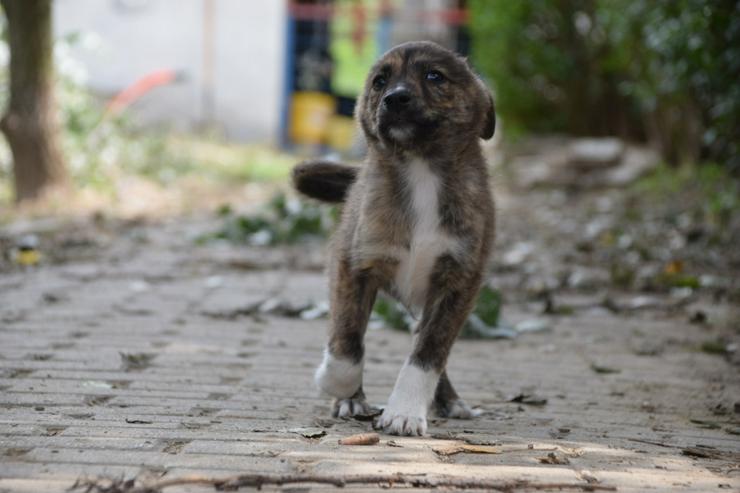Bild 8: Carsten ist ein typischer Welpe: verspielt, verschmust und freundlich.