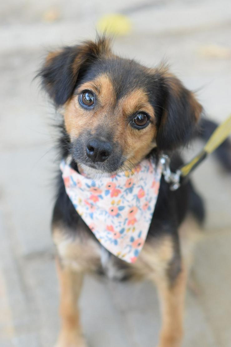 Bild 3:  Missy ist eine süße, kleine Hündin, die ein liebevolles Zuhause sucht.