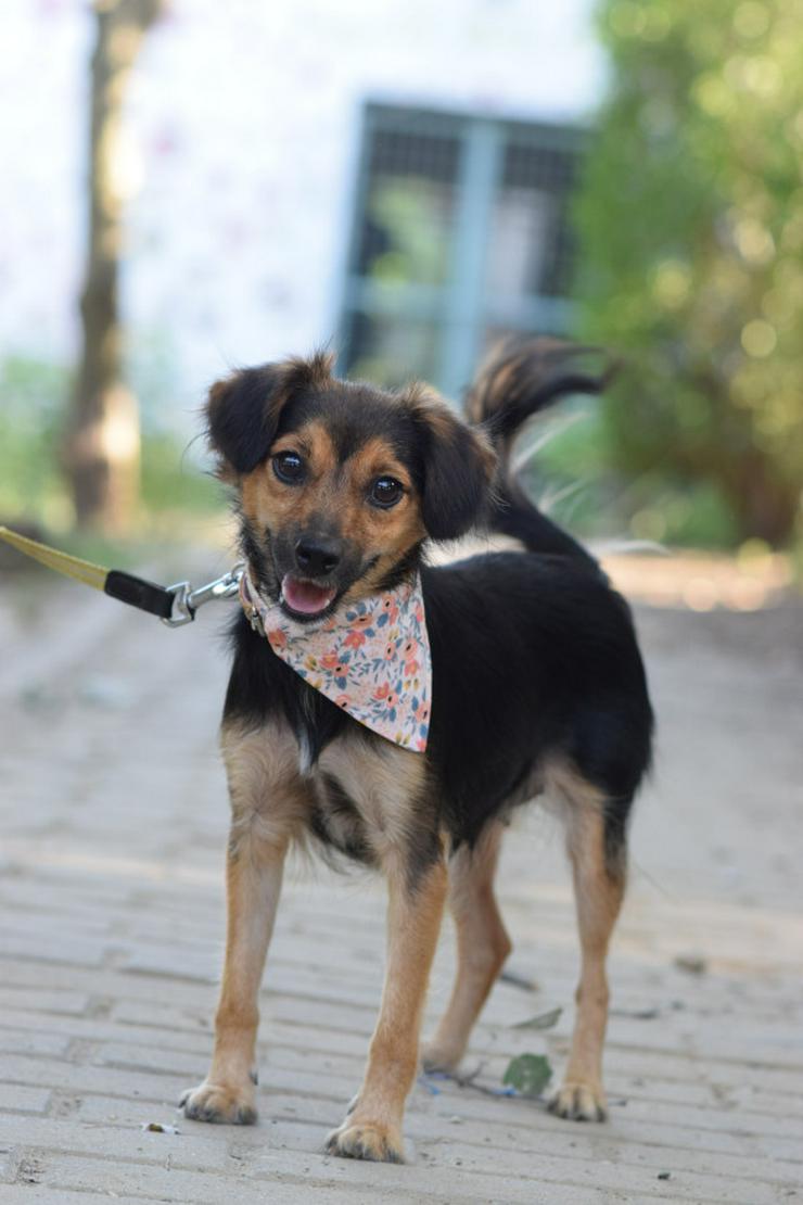 Bild 2:  Missy ist eine süße, kleine Hündin, die ein liebevolles Zuhause sucht.