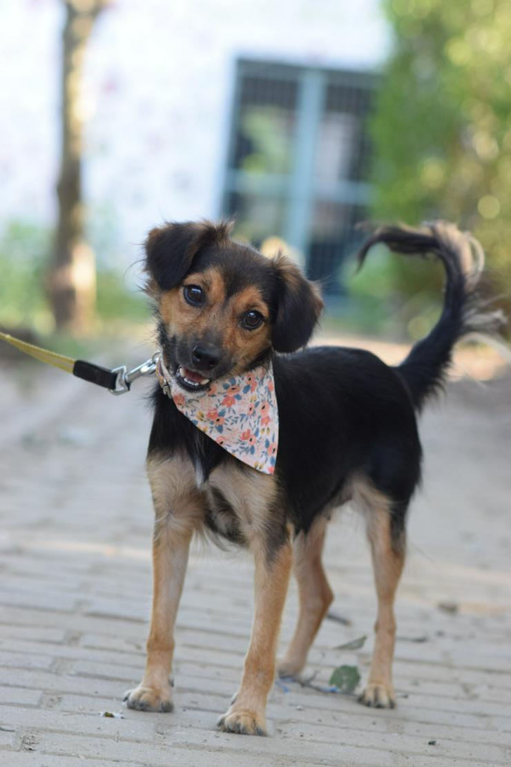  Missy ist eine süße, kleine Hündin, die ein liebevolles Zuhause sucht.