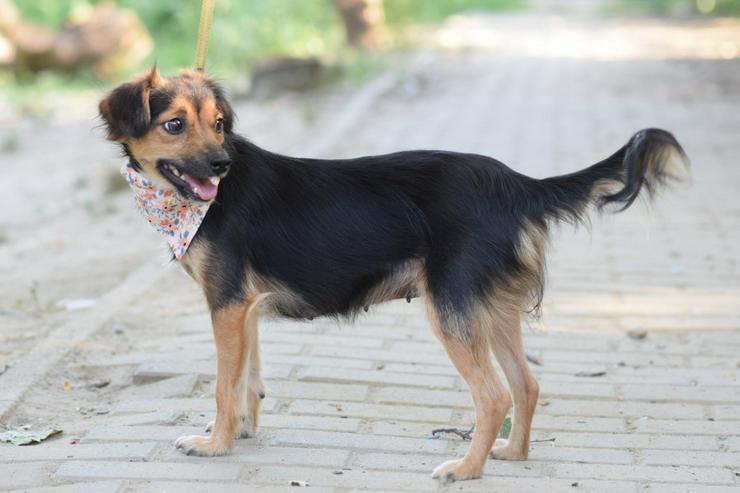 Bild 5:  Missy ist eine süße, kleine Hündin, die ein liebevolles Zuhause sucht.