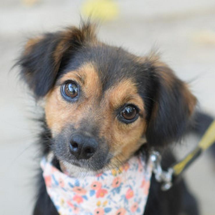 Bild 7:  Missy ist eine süße, kleine Hündin, die ein liebevolles Zuhause sucht.