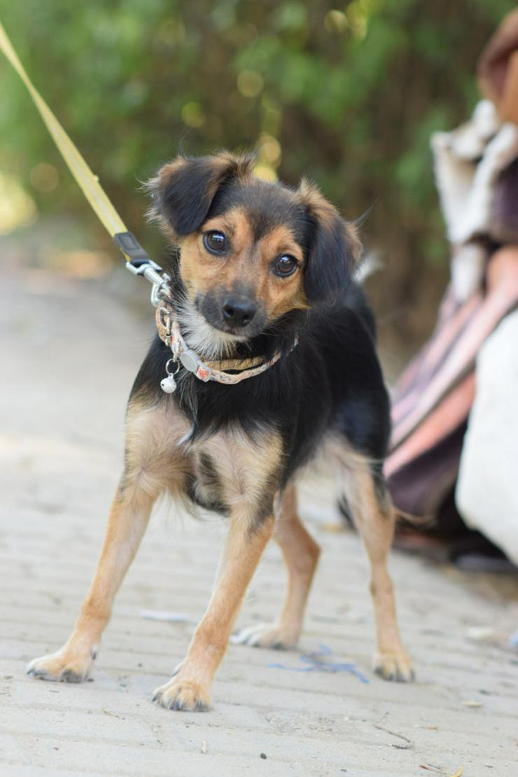 Bild 4:  Missy ist eine süße, kleine Hündin, die ein liebevolles Zuhause sucht.