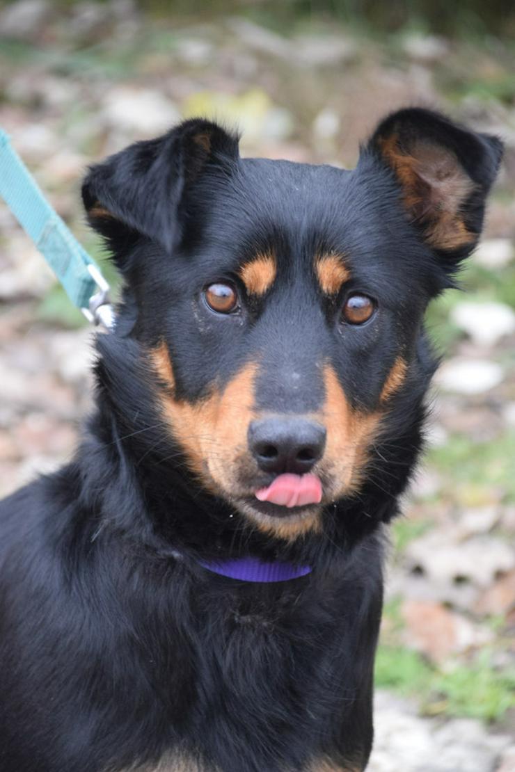 Lana sucht ein schönes Zuhause.