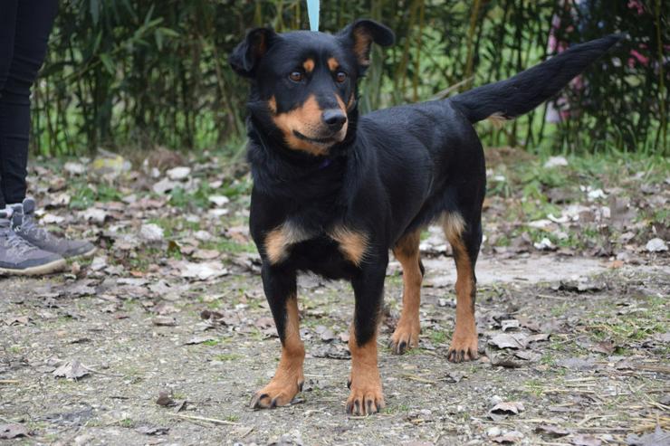 Bild 2: Lana sucht ein schönes Zuhause.