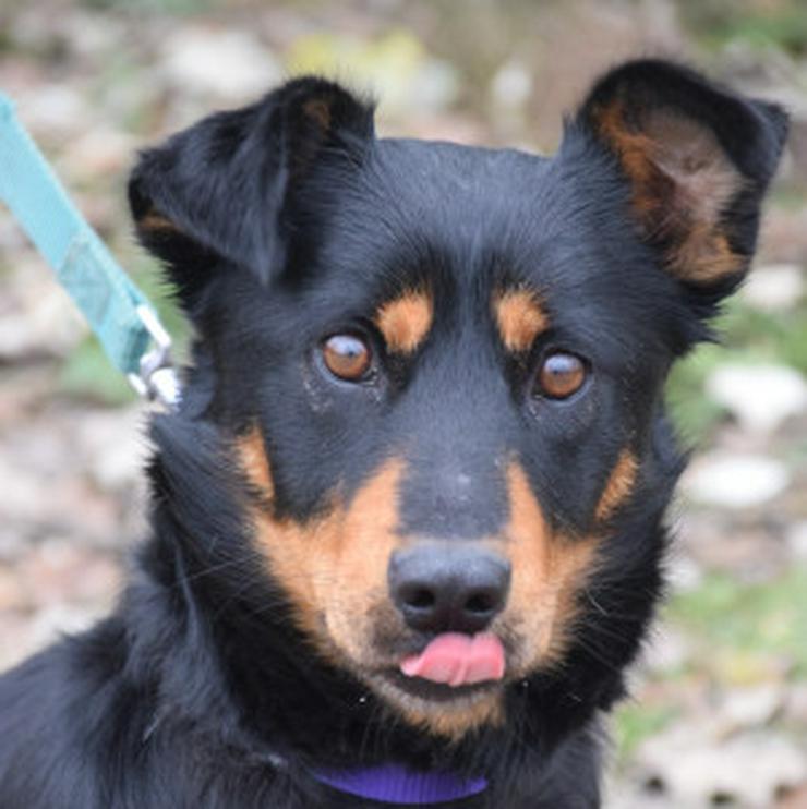 Bild 7: Lana sucht ein schönes Zuhause.