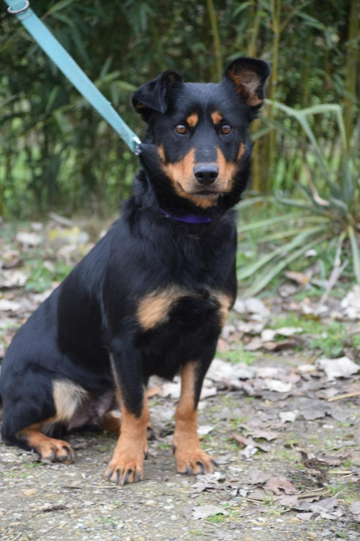 Bild 3: Lana sucht ein schönes Zuhause.