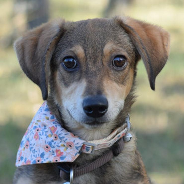 Bild 6: Biene ist ein junger Dackel Mischling.