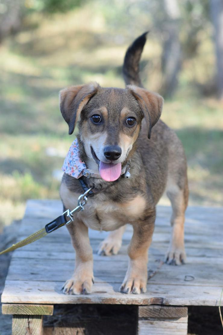 Bild 2: Biene ist ein junger Dackel Mischling.