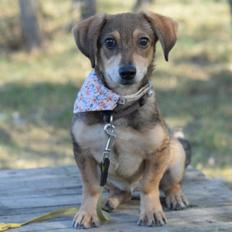 Bild 7: Biene ist ein junger Dackel Mischling.