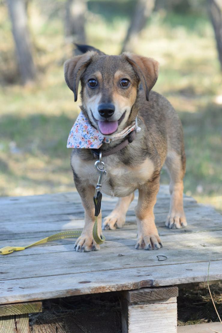 Bild 4: Biene ist ein junger Dackel Mischling.