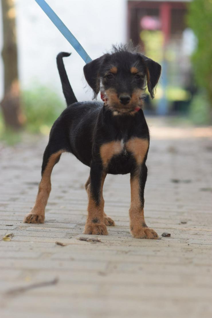 Bild 3: Debby ist ein kleines Hundemädchen, das ein liebevolles Zuhause sucht.