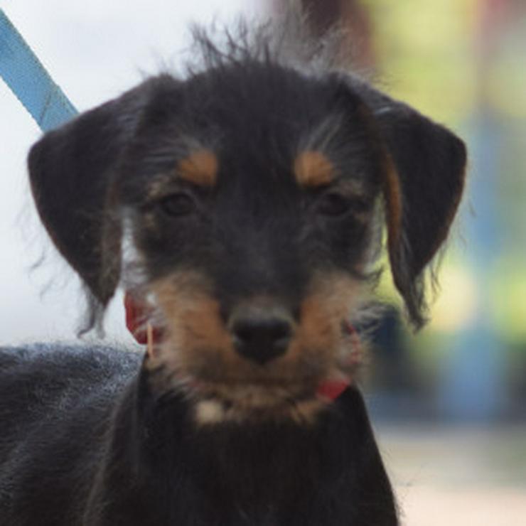 Bild 9: Debby ist ein kleines Hundemädchen, das ein liebevolles Zuhause sucht.