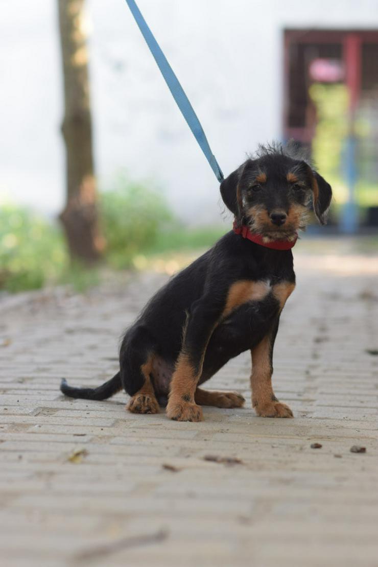 Bild 7: Debby ist ein kleines Hundemädchen, das ein liebevolles Zuhause sucht.