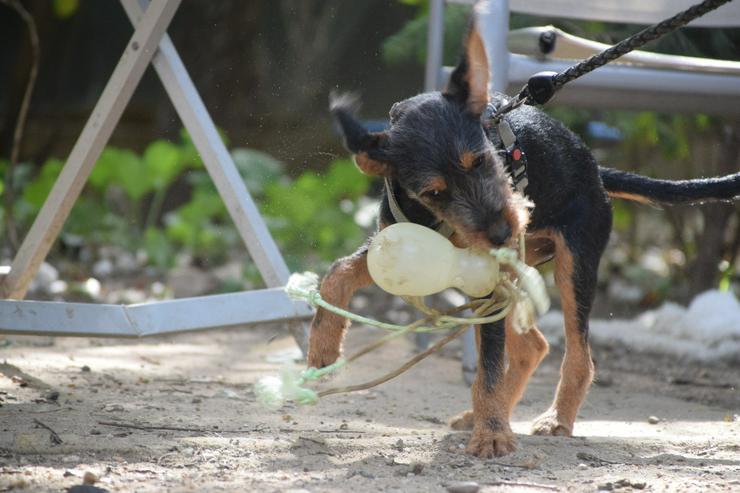 Bild 2: Debby ist ein kleines Hundemädchen, das ein liebevolles Zuhause sucht.