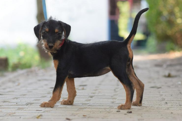 Bild 6: Debby ist ein kleines Hundemädchen, das ein liebevolles Zuhause sucht.