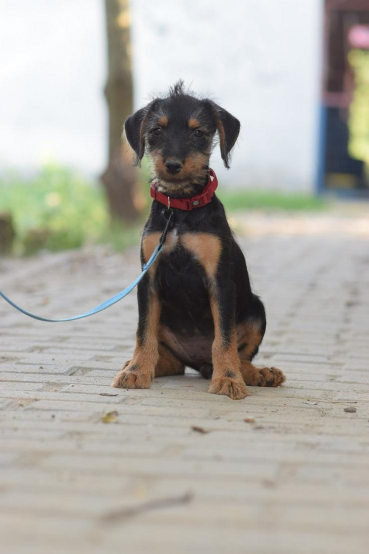 Bild 4: Debby ist ein kleines Hundemädchen, das ein liebevolles Zuhause sucht.