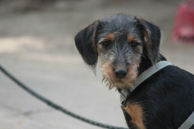 Debby ist ein kleines Hundemädchen, das ein liebevolles Zuhause sucht.