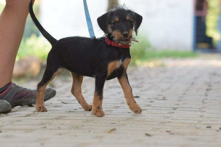 Bild 5: Debby ist ein kleines Hundemädchen, das ein liebevolles Zuhause sucht.