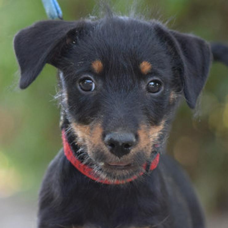 Bild 8: Princess ist ein kleines Hundemädchen, das ein liebevolles Zuhause sucht.