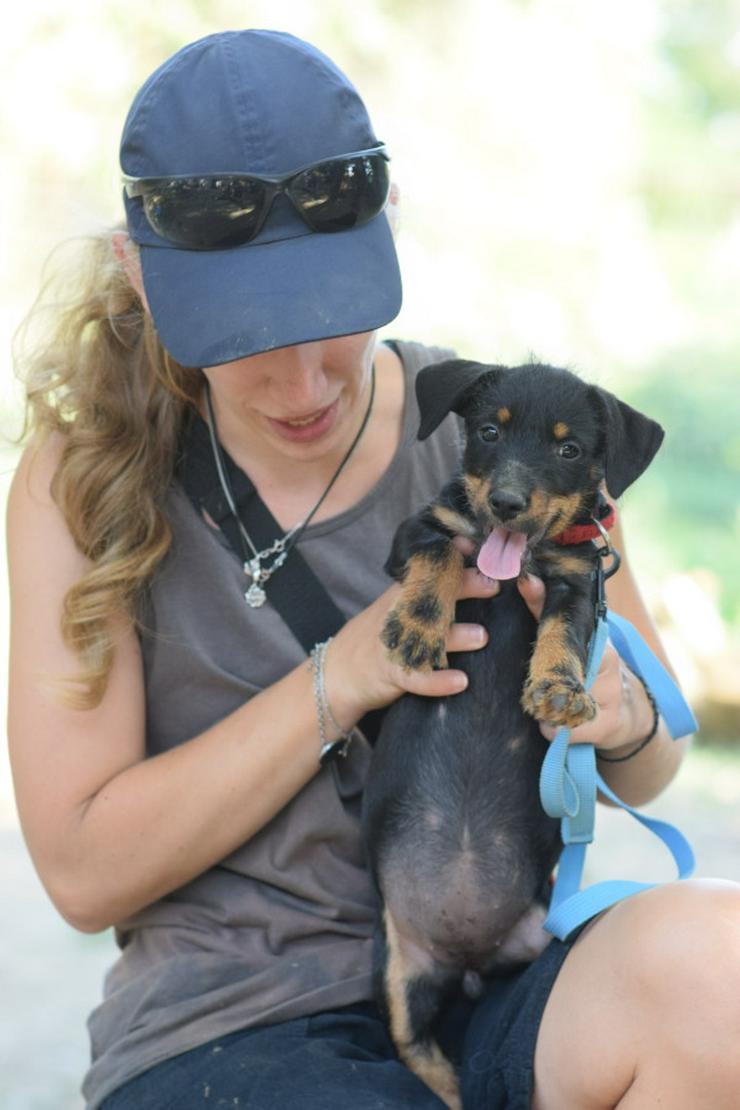 Bild 7: Princess ist ein kleines Hundemädchen, das ein liebevolles Zuhause sucht.