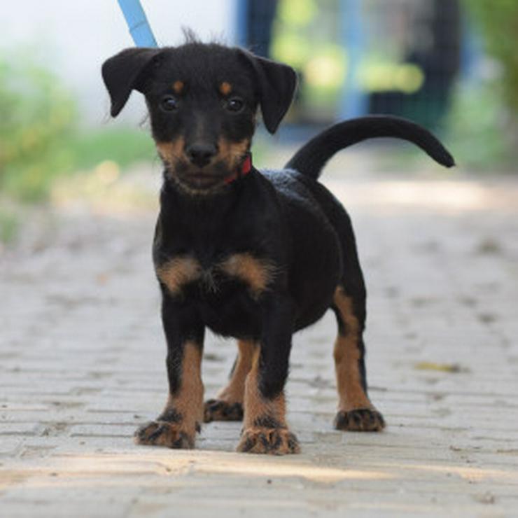 Bild 9: Princess ist ein kleines Hundemädchen, das ein liebevolles Zuhause sucht.