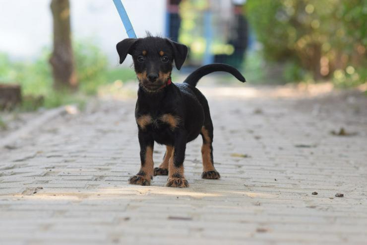 Bild 3: Princess ist ein kleines Hundemädchen, das ein liebevolles Zuhause sucht.