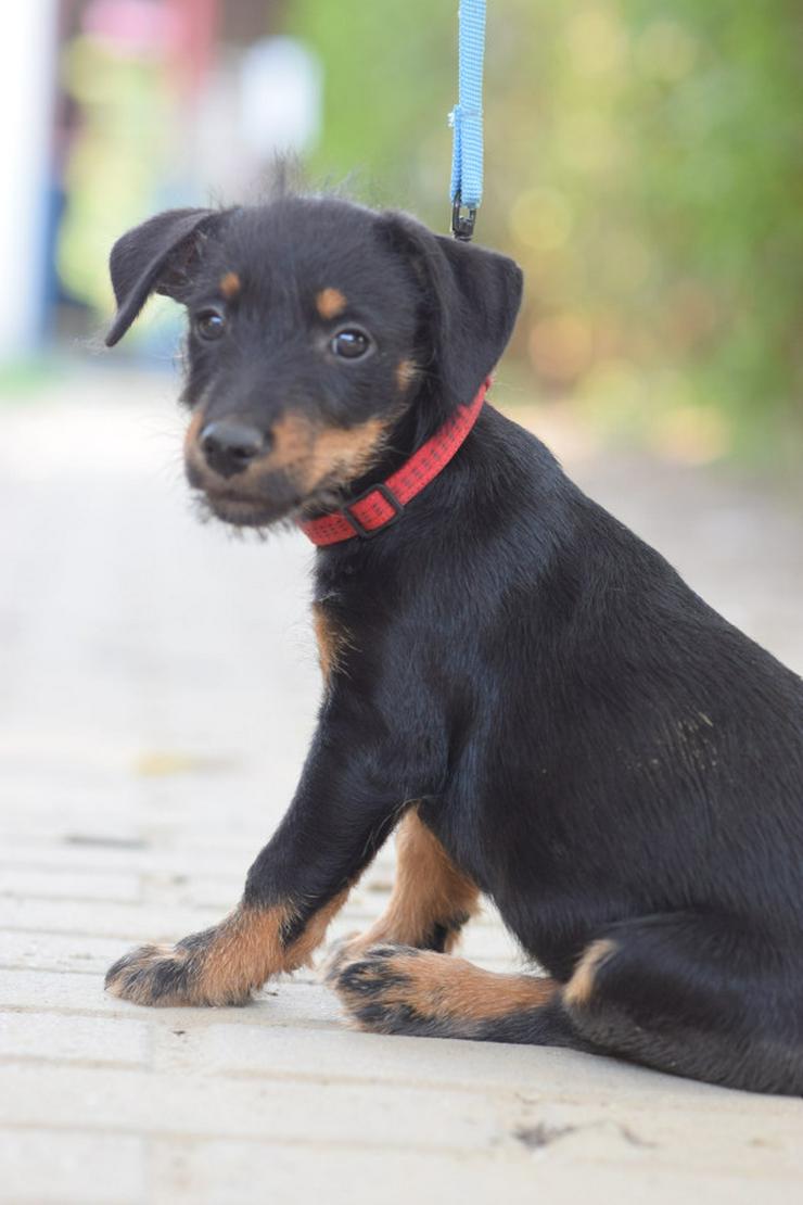 Bild 4: Princess ist ein kleines Hundemädchen, das ein liebevolles Zuhause sucht.