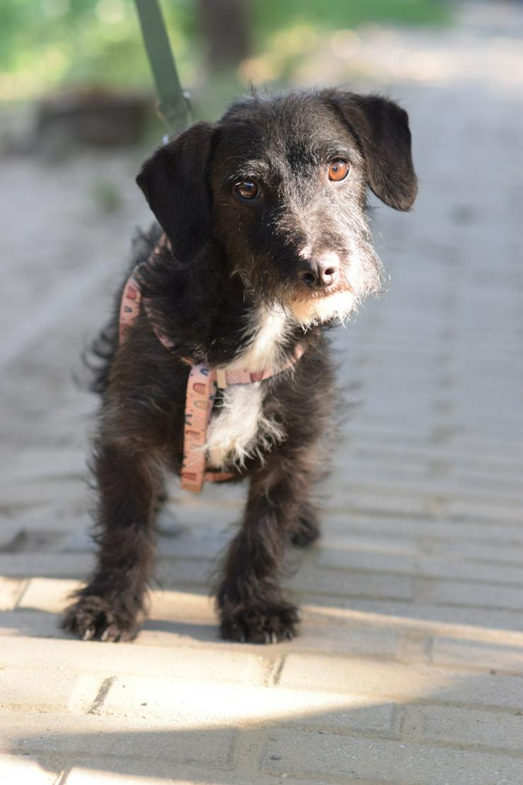 Gismo ist ein bisschen zurückhaltend, wenn er neue Menschen trifft.