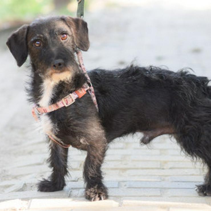 Bild 10: Gismo ist ein bisschen zurückhaltend, wenn er neue Menschen trifft.