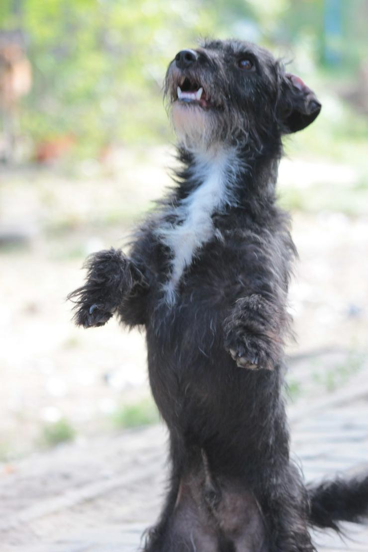 Bild 8: Gismo ist ein bisschen zurückhaltend, wenn er neue Menschen trifft.