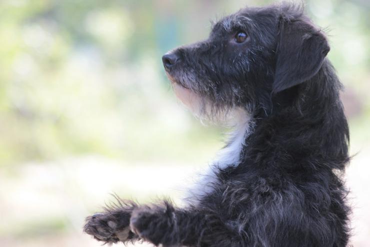 Bild 7: Gismo ist ein bisschen zurückhaltend, wenn er neue Menschen trifft.