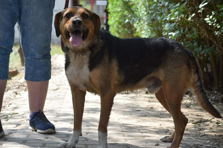 Bild 2: Donut ist ein netter Rüde, der seit Mai 2022 im Tierheim lebt.