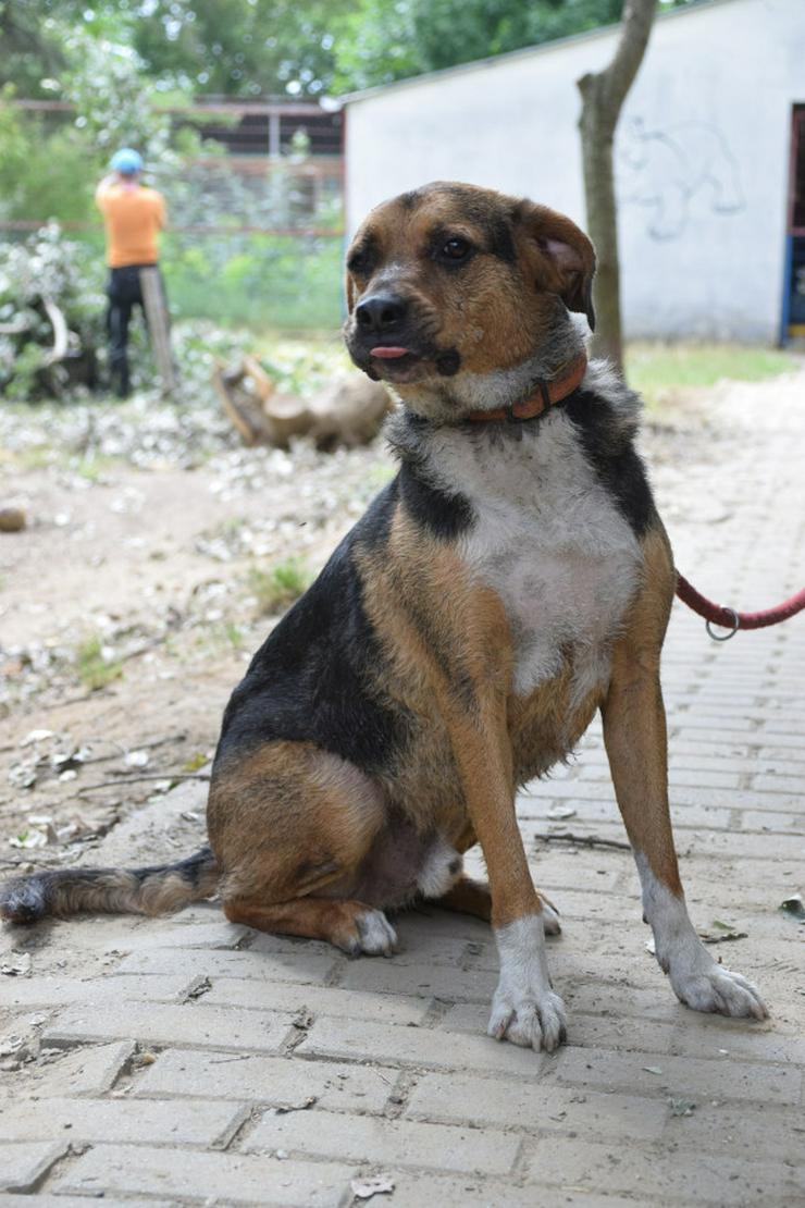 Bild 4: Donut ist ein netter Rüde, der seit Mai 2022 im Tierheim lebt.