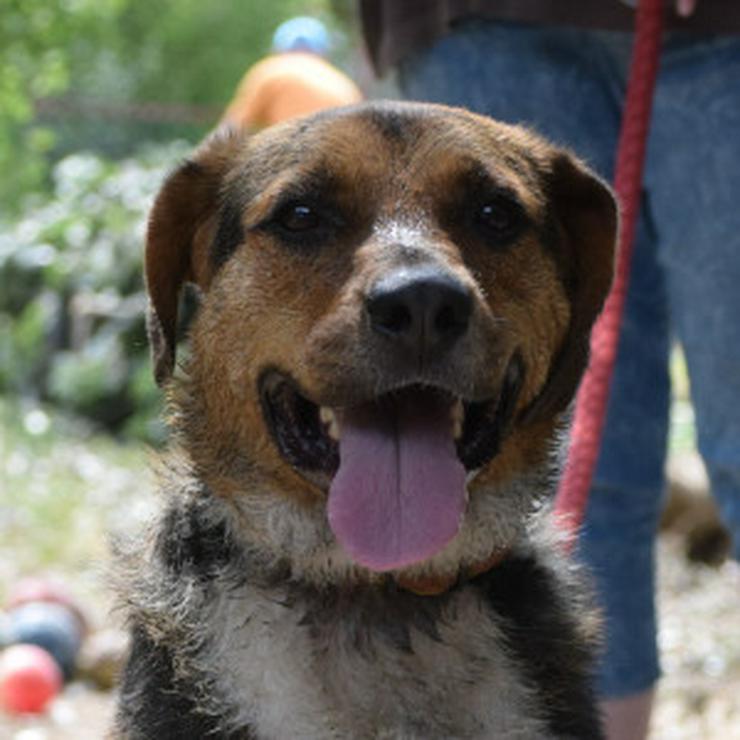 Bild 13: Donut ist ein netter Rüde, der seit Mai 2022 im Tierheim lebt.