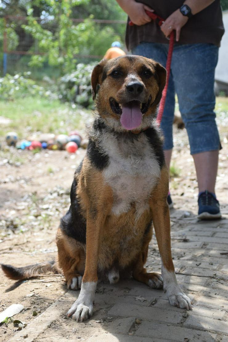 Donut ist ein netter Rüde, der seit Mai 2022 im Tierheim lebt.
