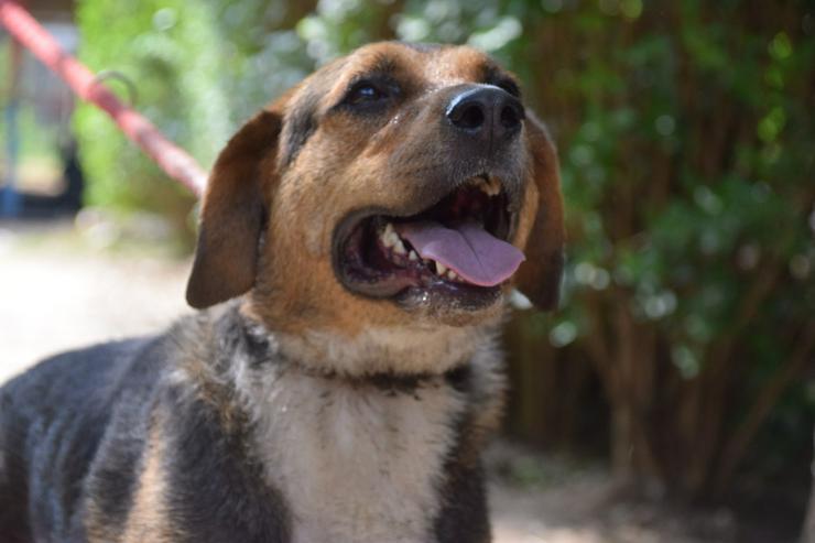 Bild 7: Donut ist ein netter Rüde, der seit Mai 2022 im Tierheim lebt.