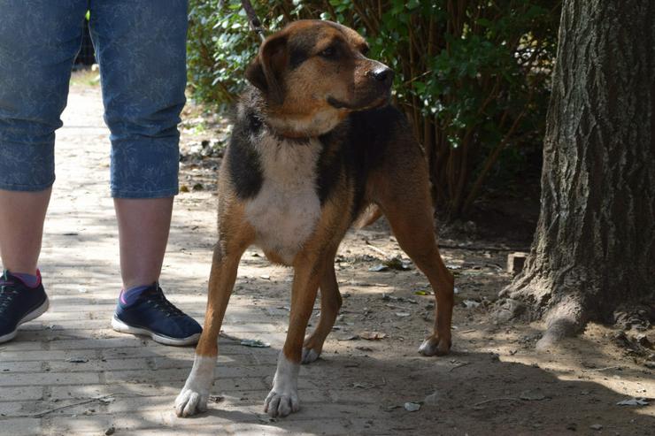 Bild 6: Donut ist ein netter Rüde, der seit Mai 2022 im Tierheim lebt.